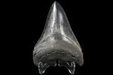 Fossil Megalodon Tooth - Serrated Blade #130728-2